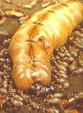 termite20queen.jpg